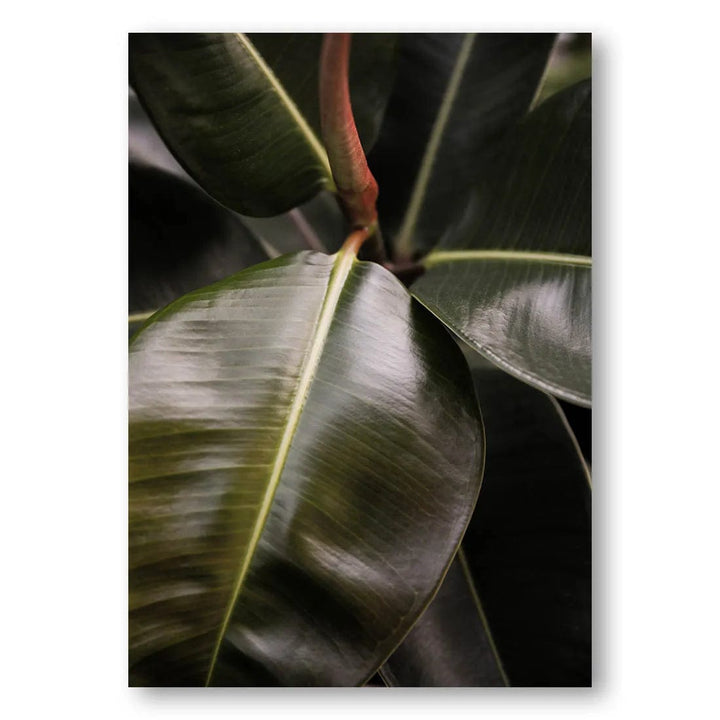 Ficus Bubu Leaves Photo Print