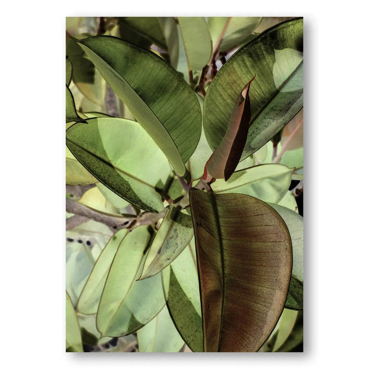 Ficus Elastica Leaves Photo Print