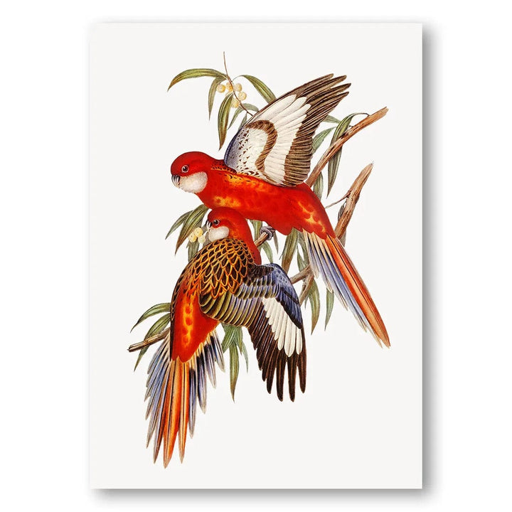 Fiery Parakeets Art Print