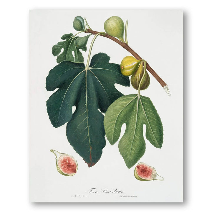 Fig by Giorgio Gallesio Art Print