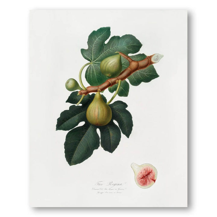 Fig from Pomona Italiana by Giorgio Gallesio Art Print 2