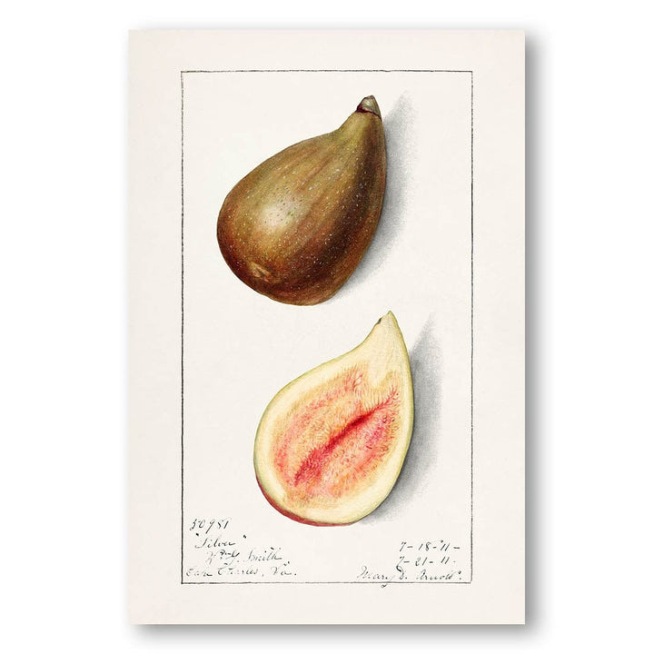 Figs by Mary Daisy Arnold Art Print