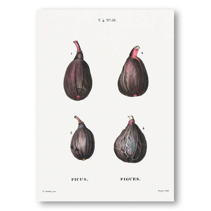 Figs Study Art Print