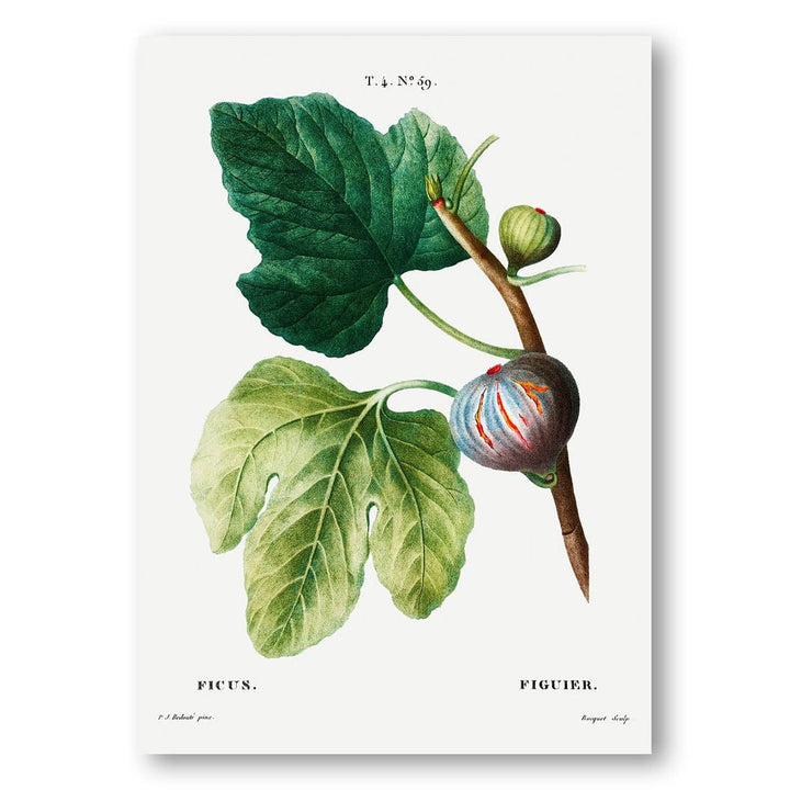 Figs by Redouté Art Print