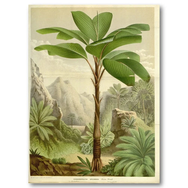 Tropical Palm Young Palm With Broad Leaves Art Print