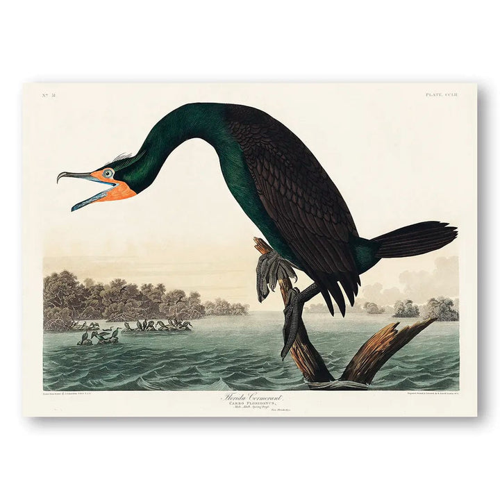 Florida Cormorant by John James Audubon Art Print