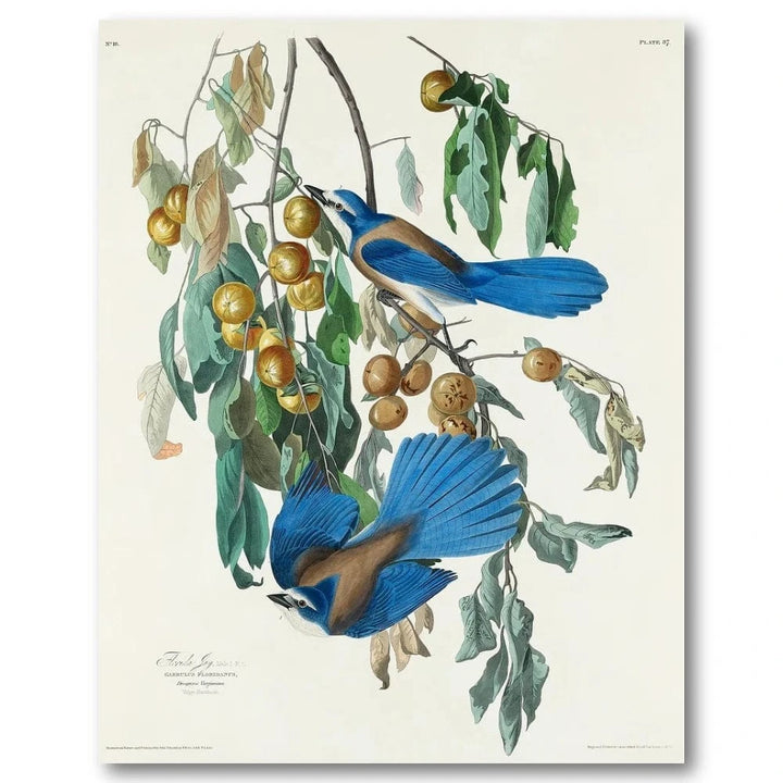 Florida Jay Audubon Art Print