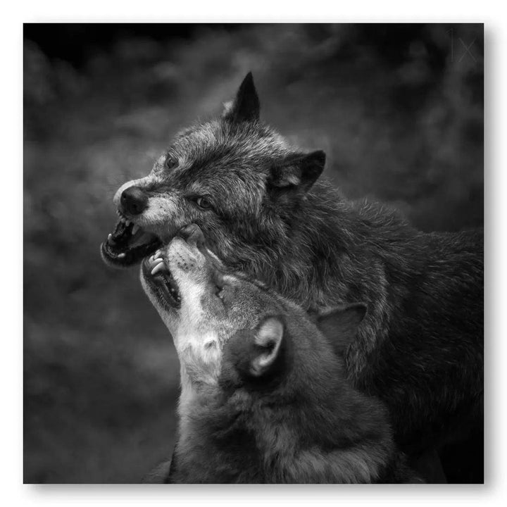 Foreplay of Wolves Photo Print