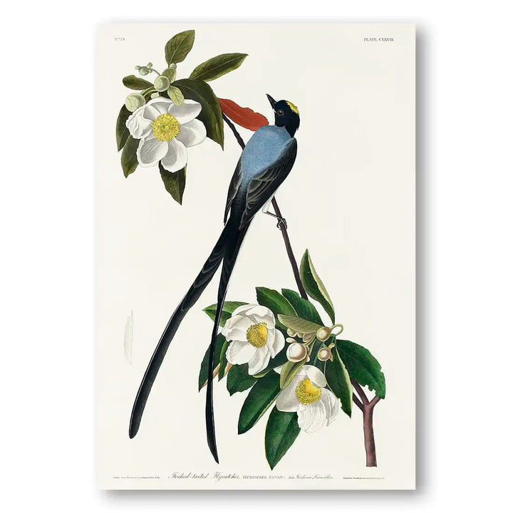 Fork-tailed Flycatcher by John James Audubon Art Print