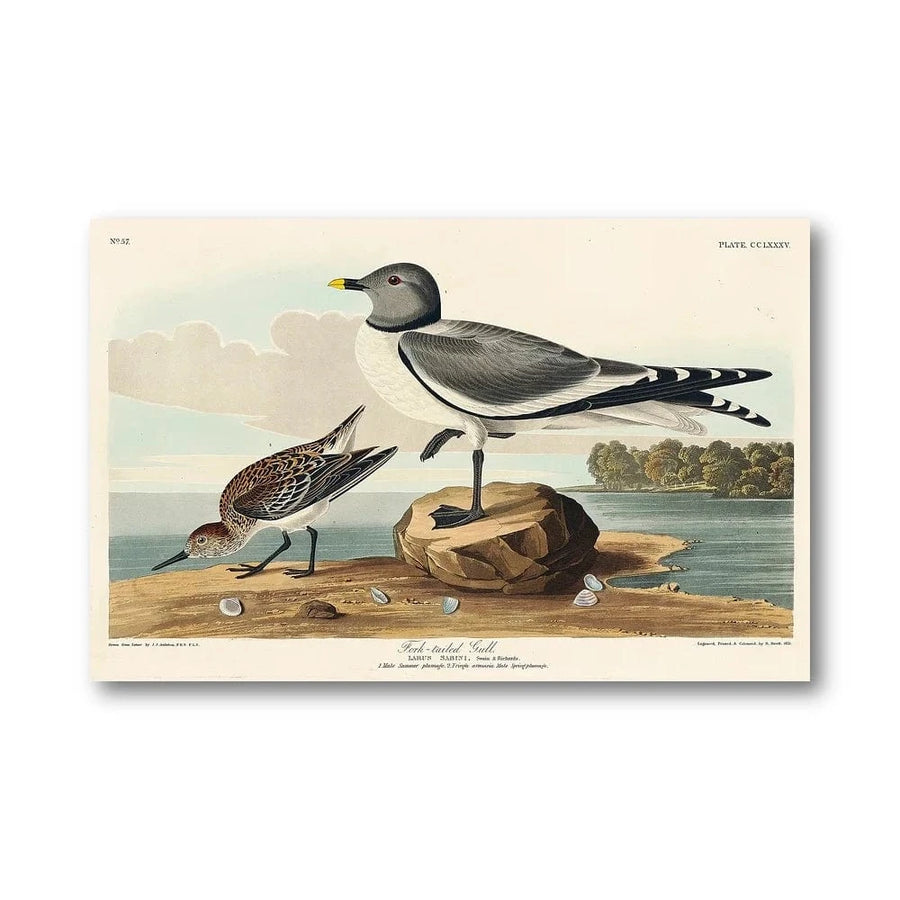 Fork-Tailed Gull Art Print