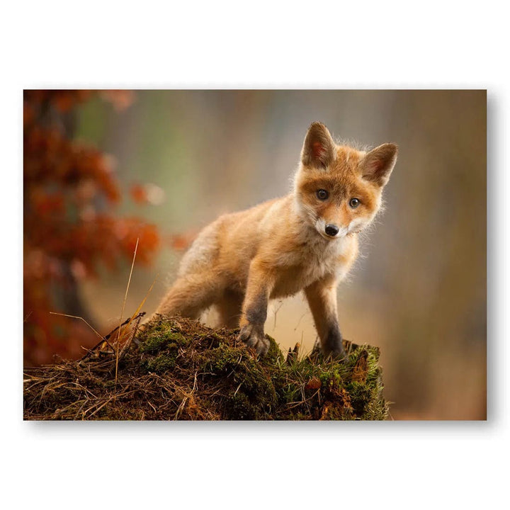 Forest Fox Cub Photo Print