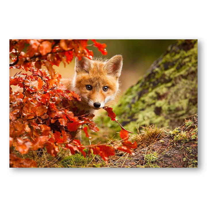 Autumn Fox Whisper Photo Print