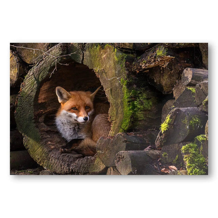 Forest Den Fox Photo Print