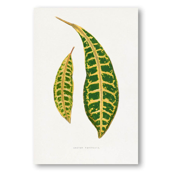Croton Variegata by Francis Lydon Art Print