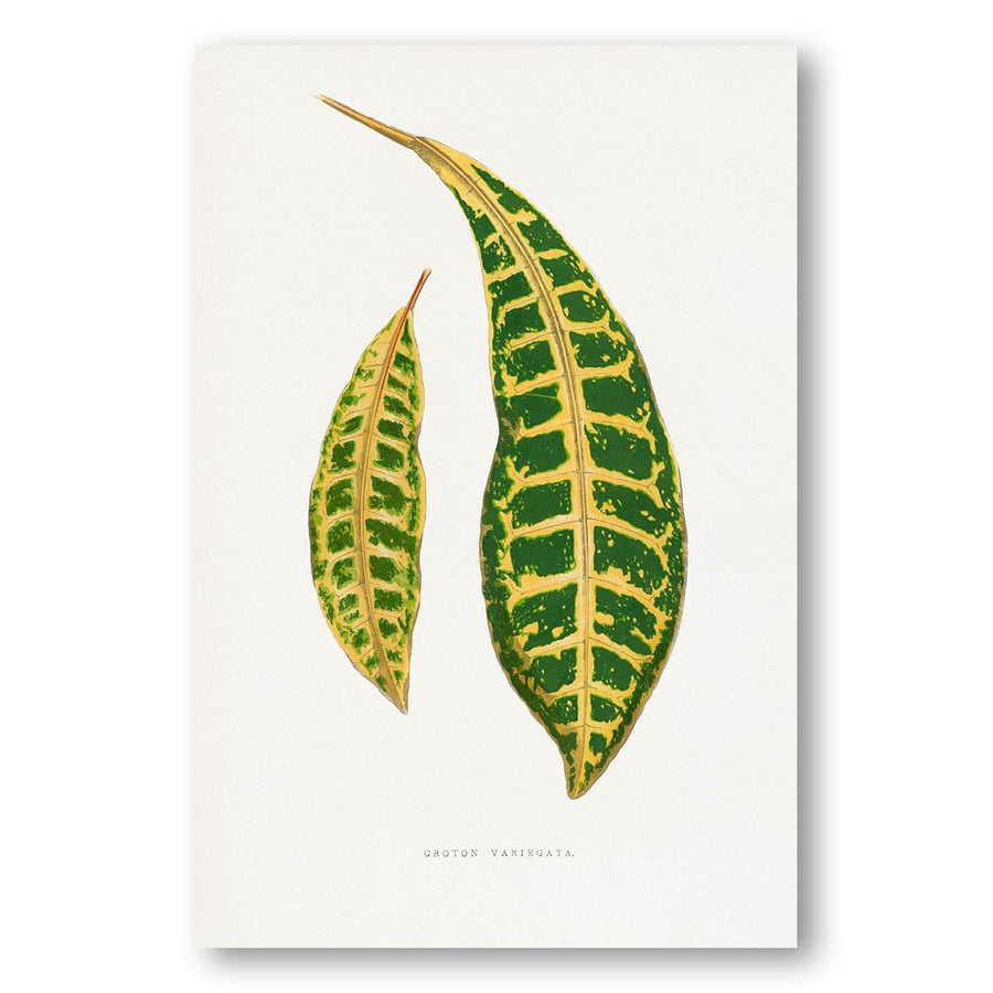 Croton Variegata by Francis Lydon Art Print