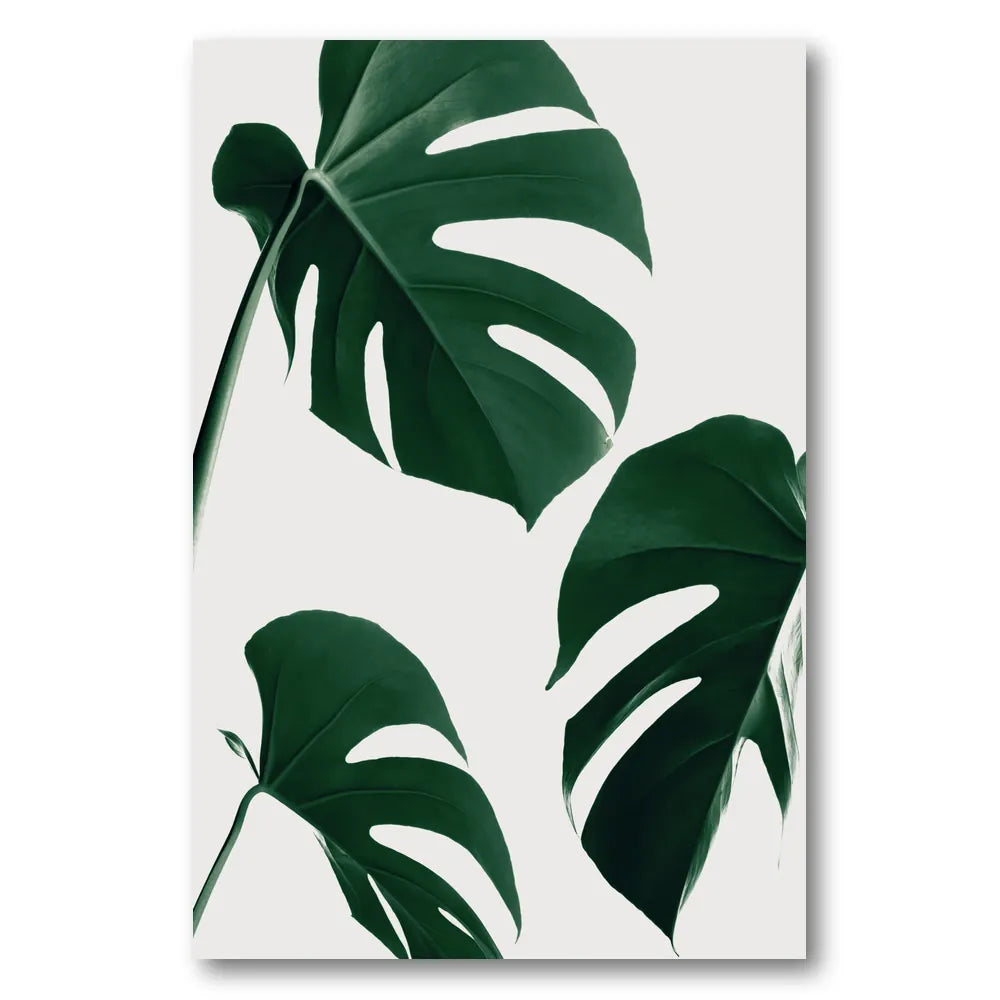 Fresh Green Monstera Leaves Photo Print