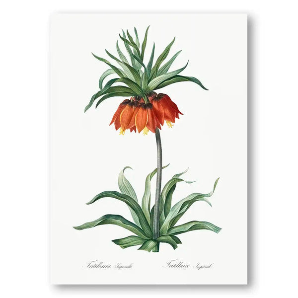 Fritillaries Flower Art Print
