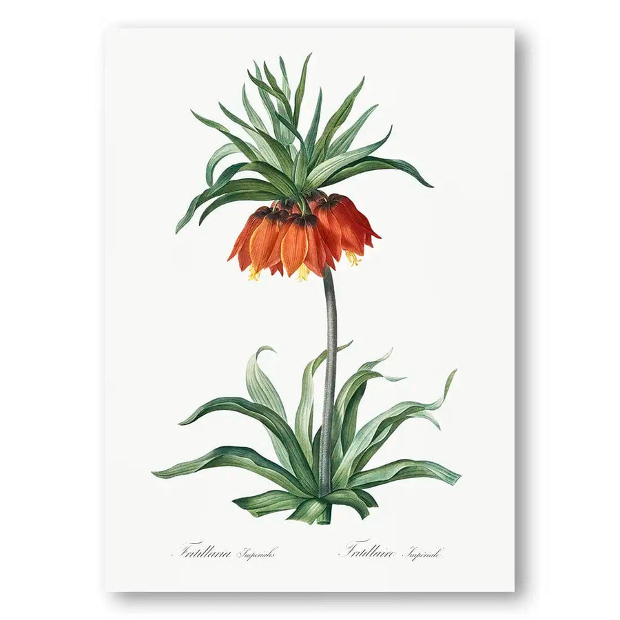 Fritillaries Flower Art Print