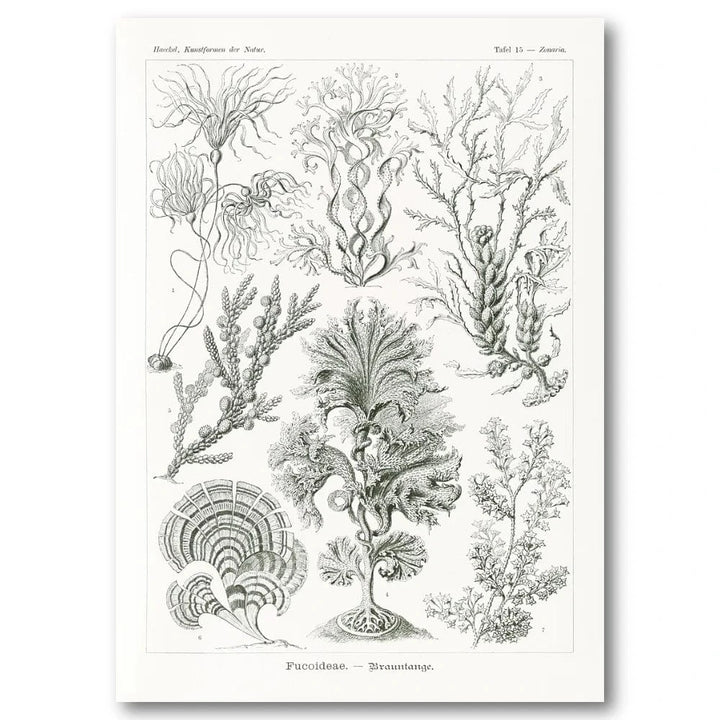 Fucoideae Botanical Illustration Art Print