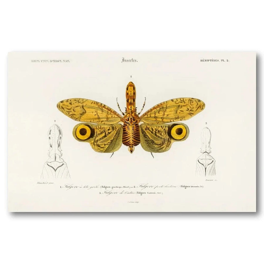 Fulgora Graciliceps by Charles Dessalines D Orbigny Art Print