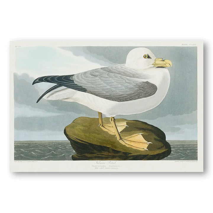 Fulmar Petrel by John James Audubon Art Print (Landscape)