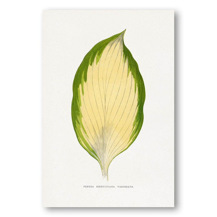 Funkia Sieboldiana Variegata Leaf Illustration Art Print