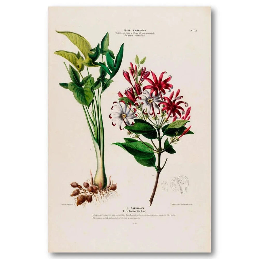 Gardenia Radicans Art Print