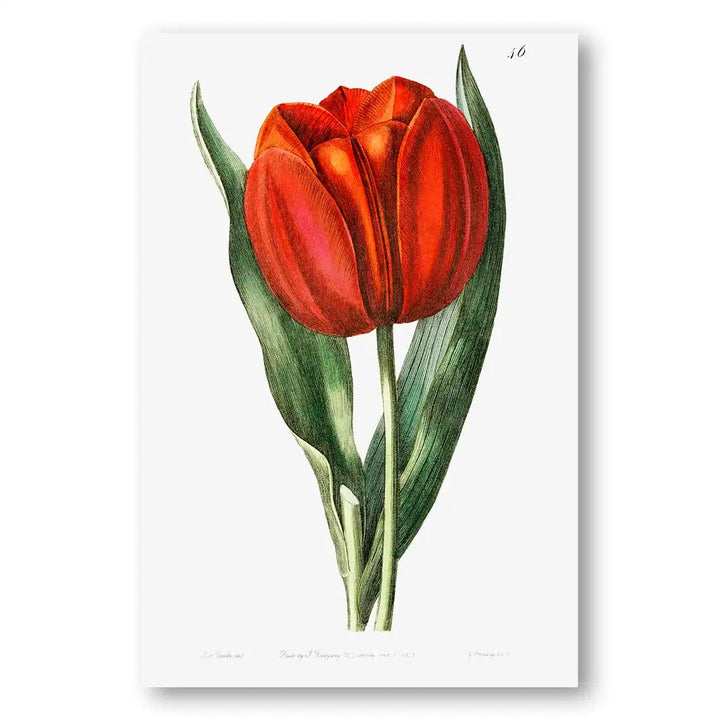 Gesner's Tulip Art Print