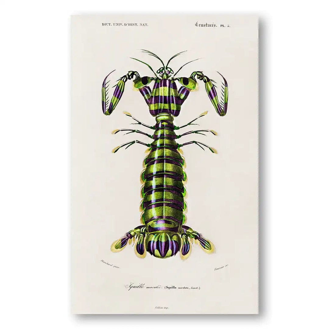 Giant Mantis Shrimp Art Print