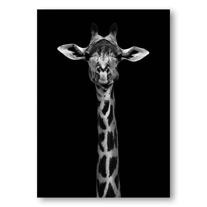 Majestic Giraffe Ebony Portrait Photo Print