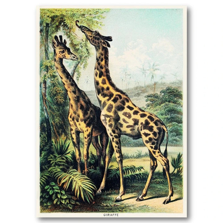19th Century Giraffe Illustration Art Print