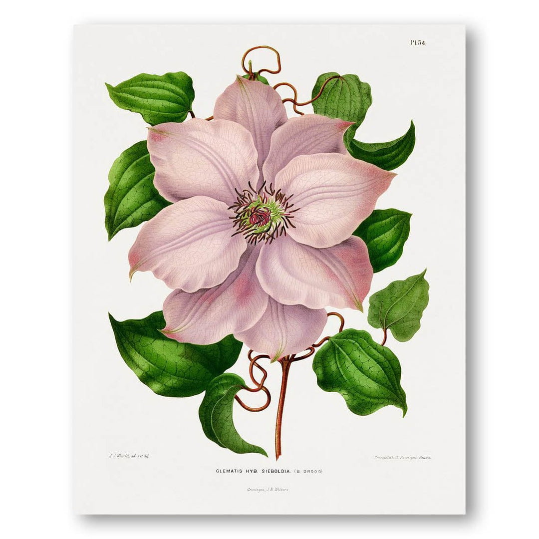 Clematis Hyb. Sieboldia by Wendel Art Print