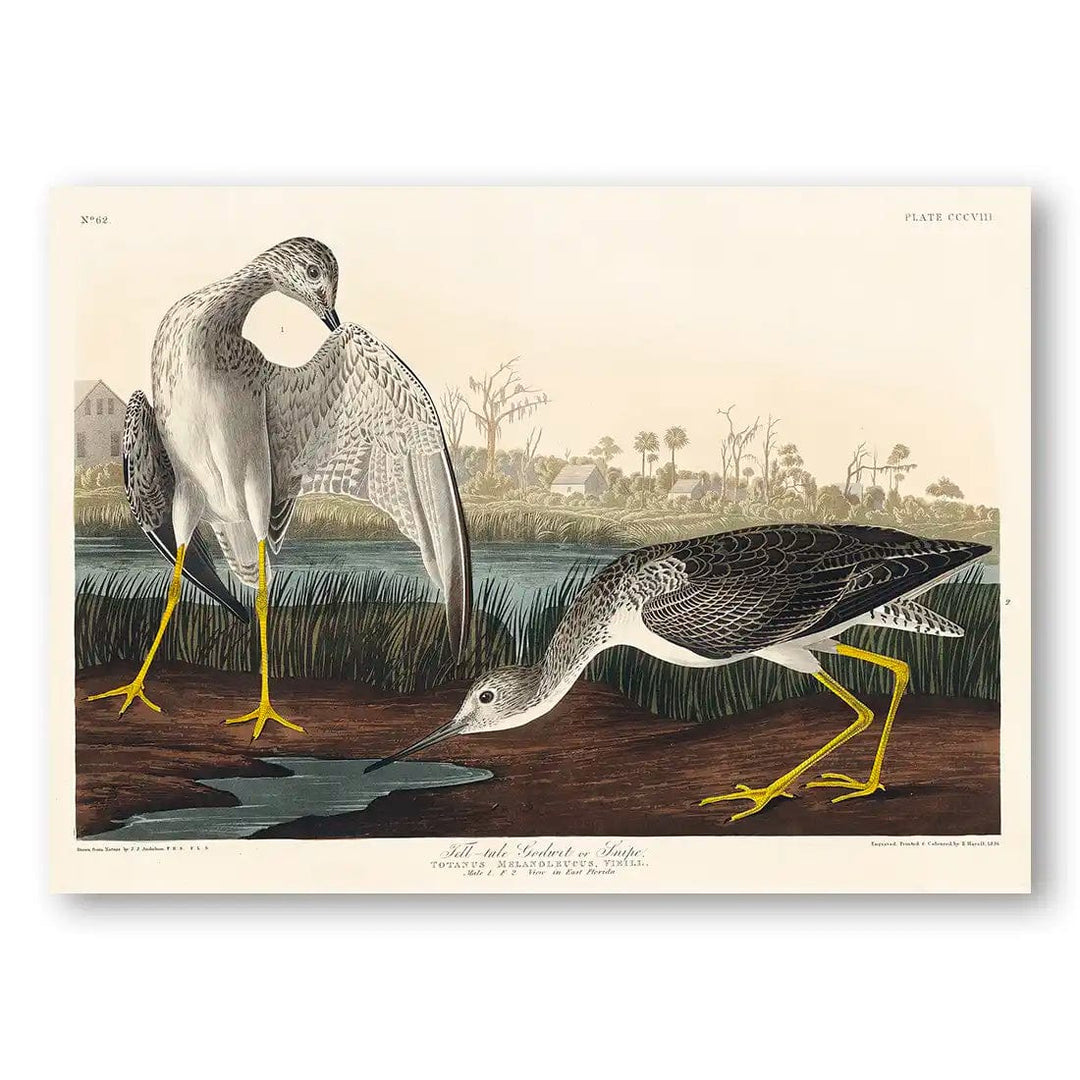 Tell-tale Godwits by John James Audubon