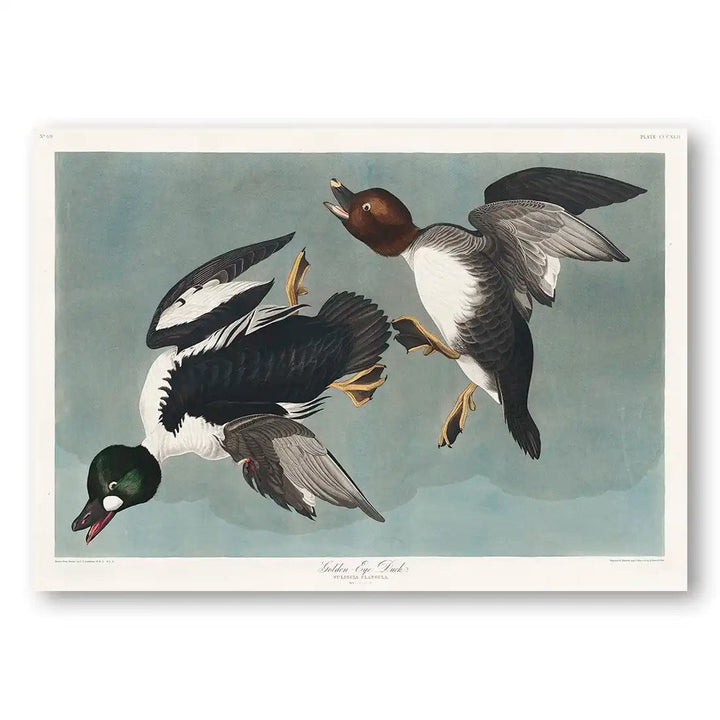 Golden-eye Ducks by John James Audubon Art Print