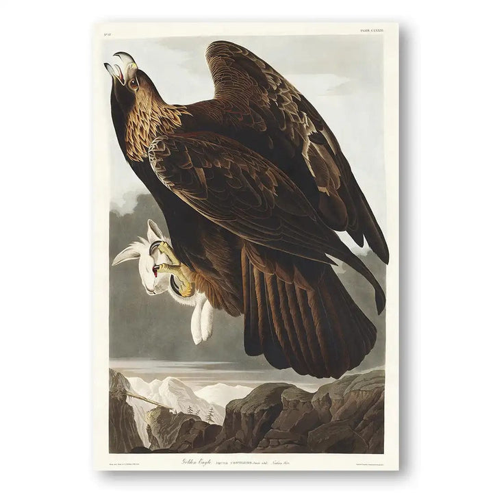 Golden Eagle by John James Audubon Art Print