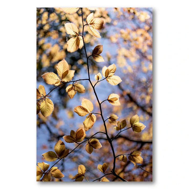 Golden Autumn Leaves Photo Print