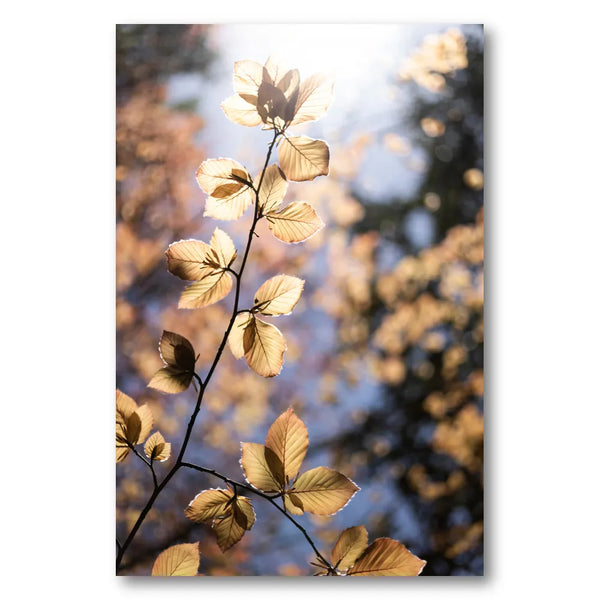 Golden Autumn Leaves Photo Print