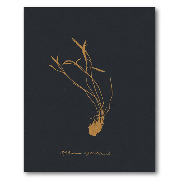 Golden Botanical Study Art Print