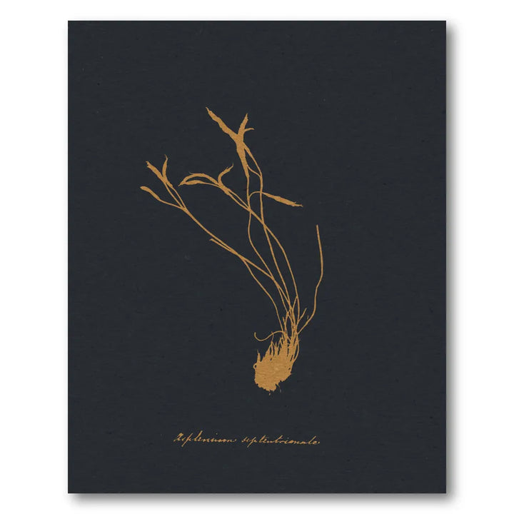 Golden Botanical Study Art Print