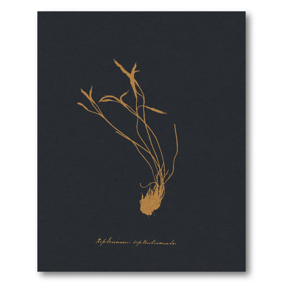 Golden Botanical Study Art Print