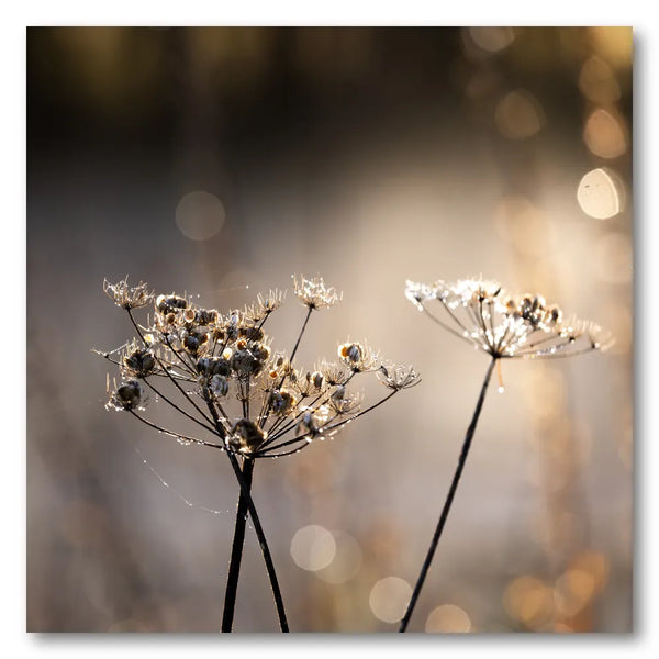Golden Hour 6 Photo Print