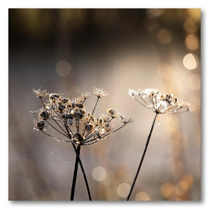 Golden Hour 6 Photo Print