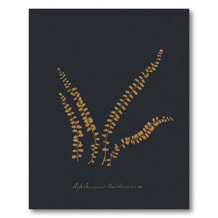 Golden Maidenhair Fern Art Print