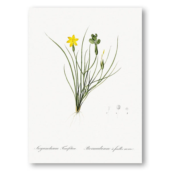 Golden Blue-eyed Grass by Pierre Joseph Redouté Art Print