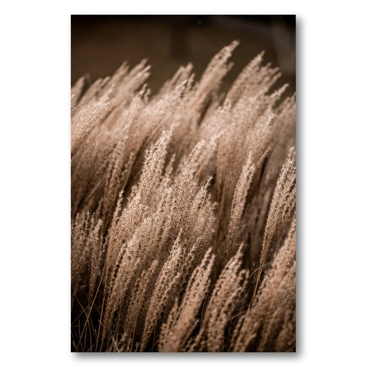 Grass 16 Photo Print