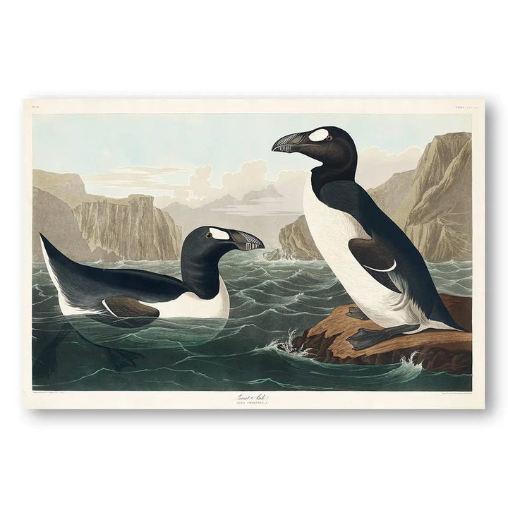 Great Auks by John James Audubon Art Print (Landscape)