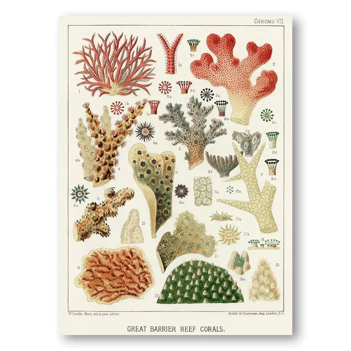 Great Barrier Reef Corals 2 Art Print