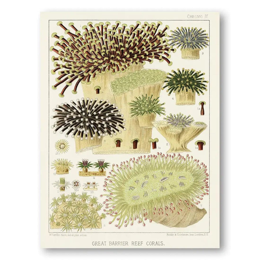 Great Barrier Reef Corals & Anemones Spiky Sea Urchins And Anemones Art Print Pair in a room setting