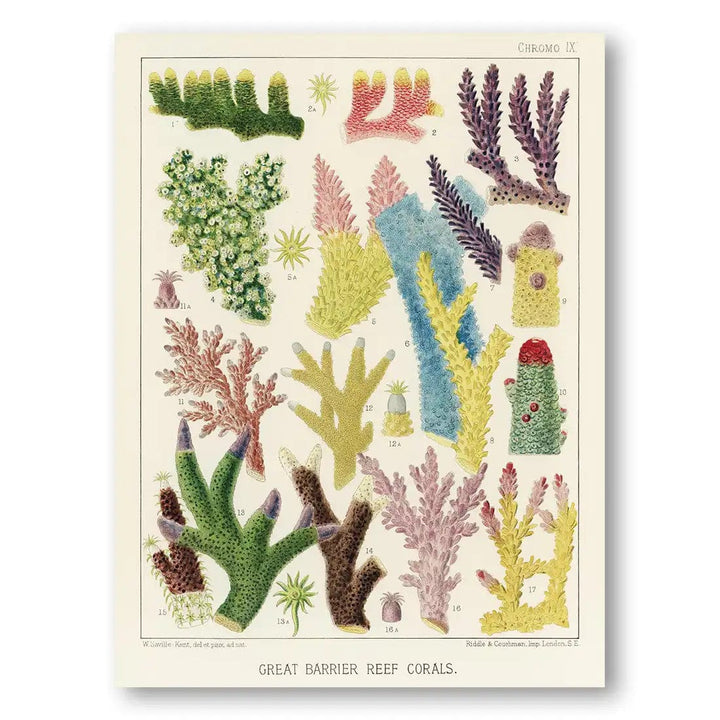 Great Barrier Reef Corals 1 Art Print