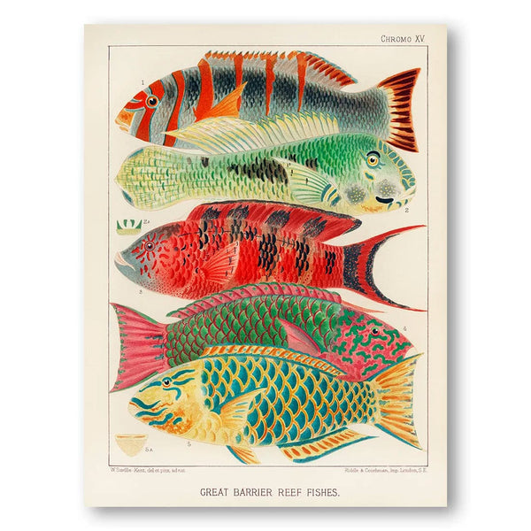 Great Barrier Reef Vintage Fish 1 Art Print